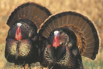 Bearded Turkey Season Approaching