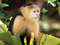 Picture of a monkey in Costa Rica