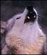 A Wolf Howling