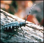 Asian Longhorned beetle