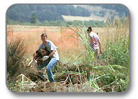 City of Eugene restoration staff work on a Bureau of Land Management restoration project in the West Eugene Wetlands.