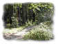 photo of a path through a forest