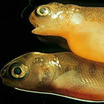 Deformity of lake trout larva exposed to PCBs compared to normal