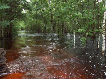 PITHLACHASCOTEE RIVER NEAR NEW PORT RICHEY FL