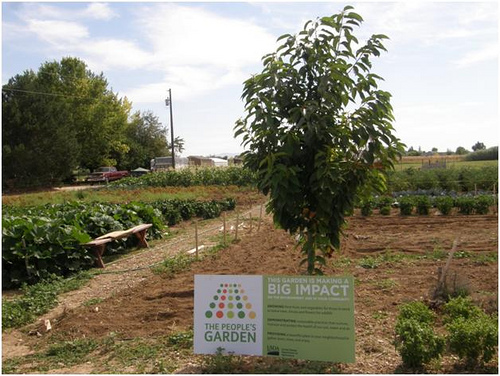 This Idaho People’s Garden donated over 5,000 pounds of food this summer to the St. Vincent de Paul Food Pantry in Boise.