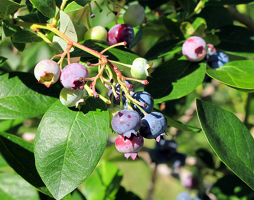 Blueberries blossom at Spiller Farm in Wells, Maine.  The Specialty Crop Block Grant Program will support blueberry and other specialty crop growers in California and the rest of the U.S. states, the District of Columbia, and the U.S. territories of American Samoa, Guam, the Commonwealth of Puerto Rico and the U.S. Virgin Islands. Photo by henskechristine.