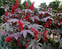 Ricinus communis