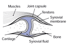 Image of a healthy joint