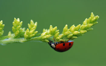 image of a ladybug on a plant