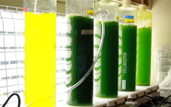 algae fuels