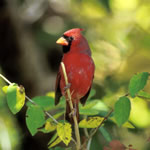 Cardinal