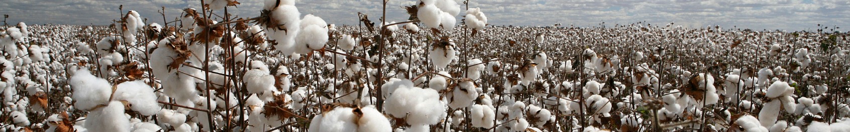 Cotton field