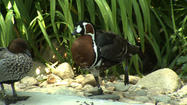 Livingston Ripley Waterfowl Conservancy In Litchfield Now Open For Public Tours