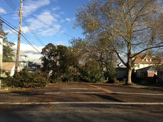 Photo: Surveying damage in College Point this morning. These trees fell right on the power lines (the street is closed off).