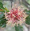 Banksia ilicifolia