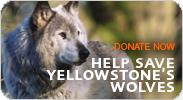 Donate to NRDC