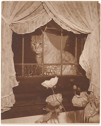 Cat in the window, 1930s / Sam Hood by State Library of New South Wales collection