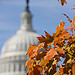 Fall at the Capitol