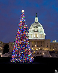 Capitol Christmas Tree - 2009