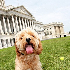 Welcome to August in #dc. Are you ready for the "dog days" of summer?