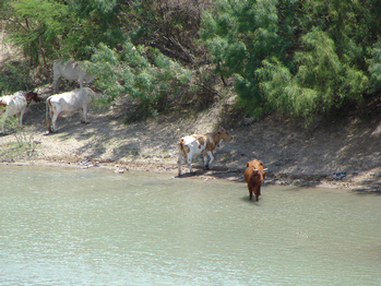 Cows and other livestock can be seen grazing on the Mexican side of the Rio Grande River.