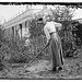 At work on Belmont girl farm (LOC)