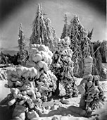 Photo: trees covered in snow.