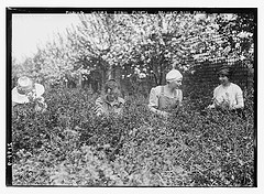 Picking worms from plants, Belmont girls farm (LOC)