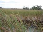 A view along the River of Grass Greenway