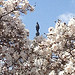 Blue sky, trees in full flower. Freedom from Library of Congress.