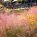 Purple muhly grass at the National Garden