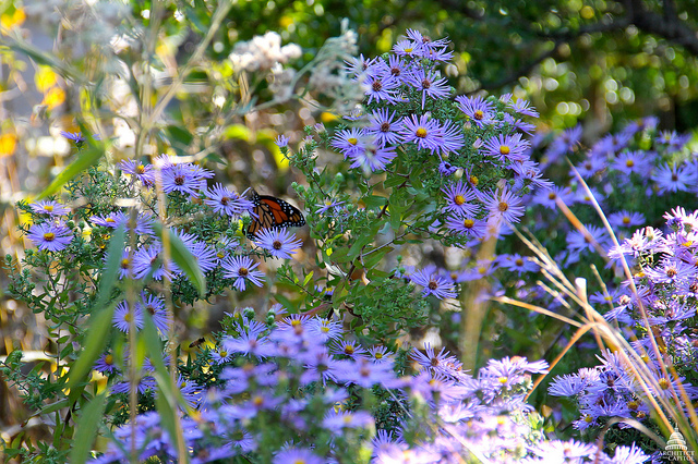 The aromatic aster (Symphyotrichum oblongifolium)