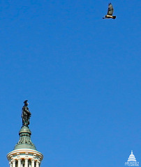 Red-tailed Hawk Flies above Statue of Freedom