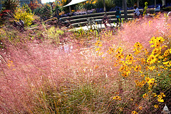 Purple muhly grass at the National Garden