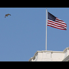Red-tailed hawk enjoys blue skies and warm October afternoon at Capitol.