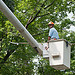 AOC Arborist at work