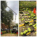 Capitol harvest. AOC arborists collect large Osage-orange fruit. Tree named for Osage Nation who used it for bows.