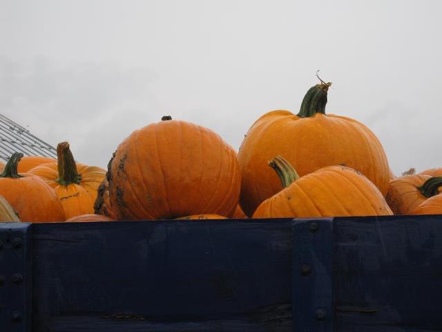 Photo: Don't forget! If you're planning to enter into the Arboretum Pumpkin Festival carving contest, pumpkin pickup starts today at 1:00 p.m.