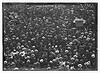 Crowd to meet T.R. at Chicago (LOC) by The Library of Congress