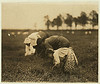 Tenjeta Calone, Philadelphia, 10 years old. Been picking cranberries 4 years. White's Bog, Browns Mills, N.J.  ... (LOC) by The Library of Congress