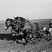 [Corn planting, Jasper County, Iowa] (LOC)