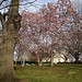 Great weather week ahead for DC and Capitol Hill. Senate Parks in bloom.