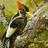 Ivory Woodpecker