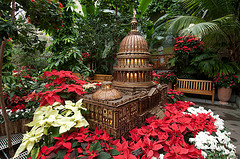 Season's Greenings at the U.S. Botanic Garden