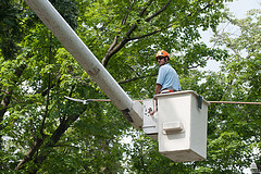 AOC Arborist at work