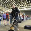 Coast Guard K-9 demonstration [Image 2 of 2]