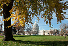 Fall Foliage at the U.S. Capitol