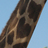 HeartGiraffes