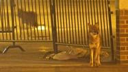 Coyotes at Wrigley Field