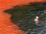 Image: A swimmer stops short of a red algae bloom at Sydney's Clovelly Beach.